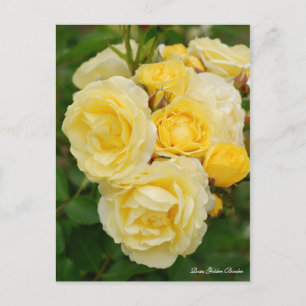 Rosa Golden Border ポストカード