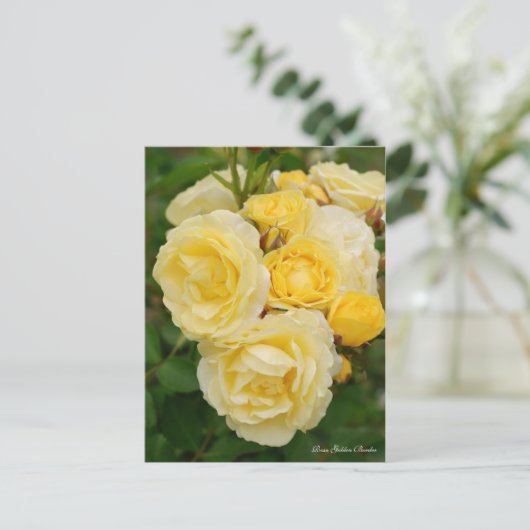 Rosa Golden Border ポストカード (スタンド正面)