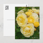 Rosa Golden Border ポストカード (正面/裏面)