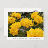 Rosa Goldmarie '84 ポストカード (正面/裏面)