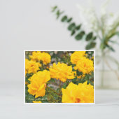 Rosa Goldmarie '84 ポストカード (スタンド正面)