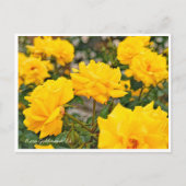 Rosa Goldmarie '84 ポストカード (正面)