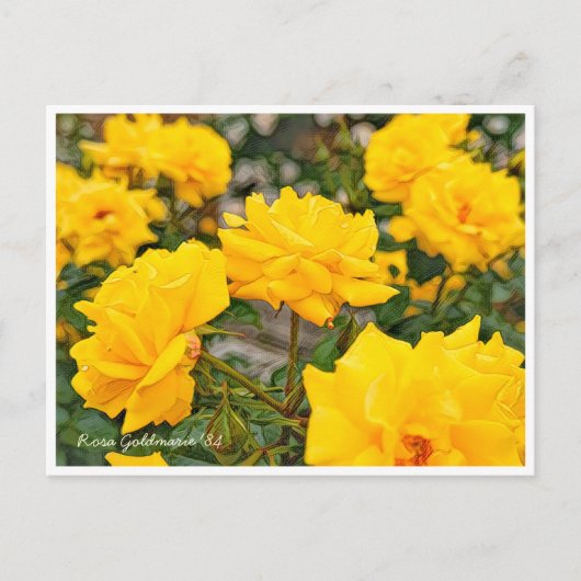 Rosa Goldmarie '84 ポストカード (正面)