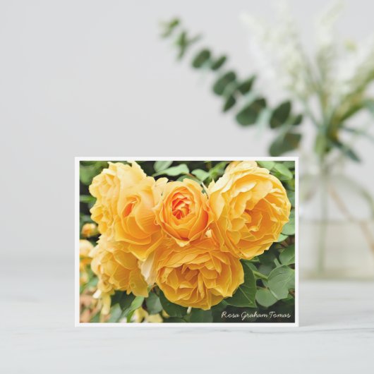 Rosa Graham Tomas ポストカード (スタンド正面)