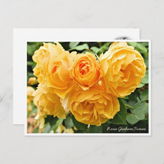 Rosa Graham Tomas ポストカード (正面/裏面)