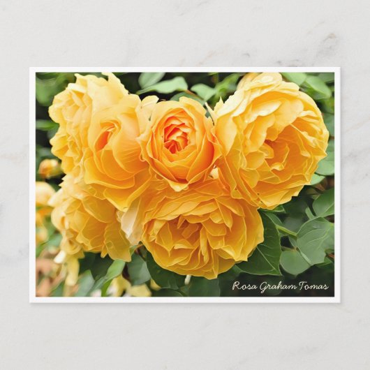 Rosa Graham Tomas ポストカード (正面)