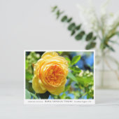 Rosa Graham Tomas ポストカード (スタンド正面)