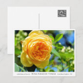 Rosa Graham Tomas ポストカード (正面/裏面)