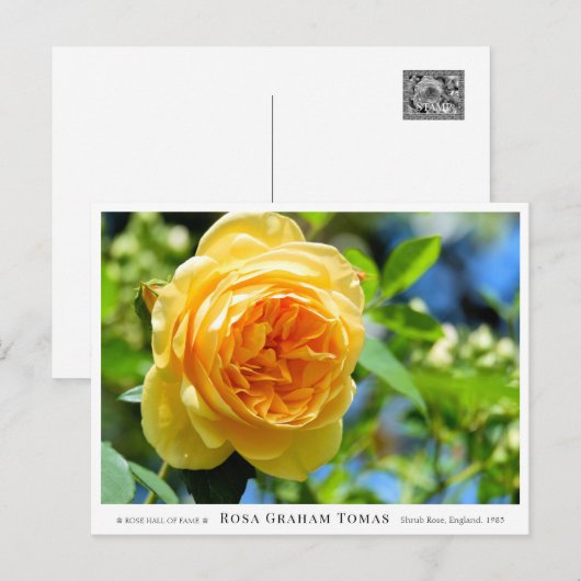 Rosa Graham Tomas ポストカード (正面/裏面)