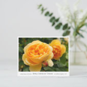 Rosa Graham Tomas ポストカード (スタンド正面)