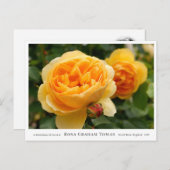 Rosa Graham Tomas ポストカード (正面/裏面)