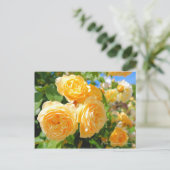 Rosa Graham Tomas ポストカード (スタンド正面)