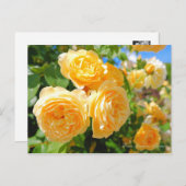 Rosa Graham Tomas ポストカード (正面/裏面)