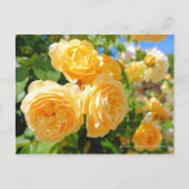 Rosa Graham Tomas ポストカード (正面)