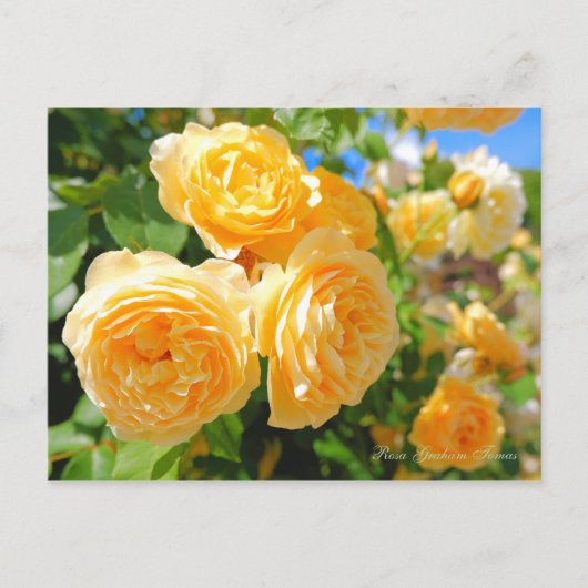 Rosa Graham Tomas ポストカード (正面)