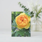 Rosa Graham Tomas ポストカード (スタンド正面)