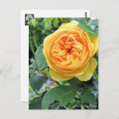 Rosa Graham Tomas ポストカード (正面/裏面)