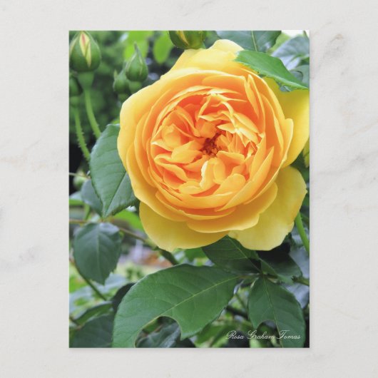 Rosa Graham Tomas ポストカード (正面)