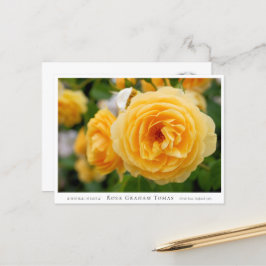 Rosa Graham Tomas ポストカード