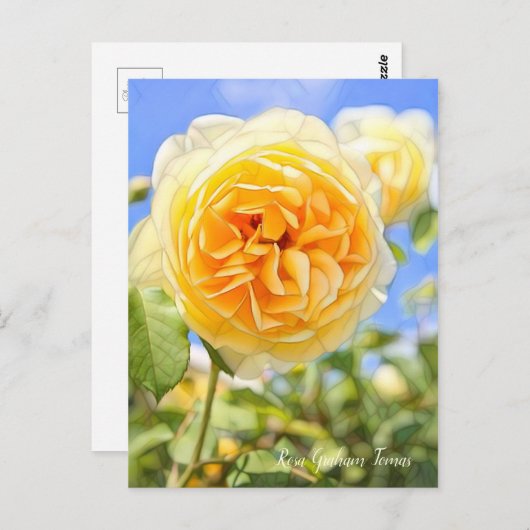 Rosa Graham Tomas ポストカード (正面/裏面)