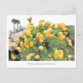 Rosa Graham Tomas ポストカード (正面)