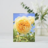 Rosa Graham Tomas:Postcard ポストカード (スタンド正面)