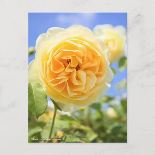 Rosa Graham Tomas:Postcard ポストカード (正面)