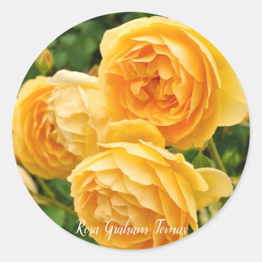 Rosa Graham Tomas [Round Seal] ラウンドシール (正面)