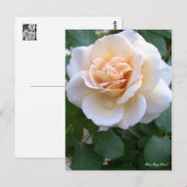 Rosa Grey Pearl [Postcard] ポストカード (正面/裏面)