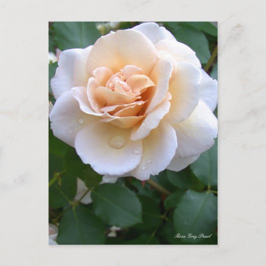 Rosa Grey Pearl [Postcard] ポストカード (正面)