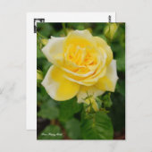 Rosa Happy Child ポストカード (正面/裏面)