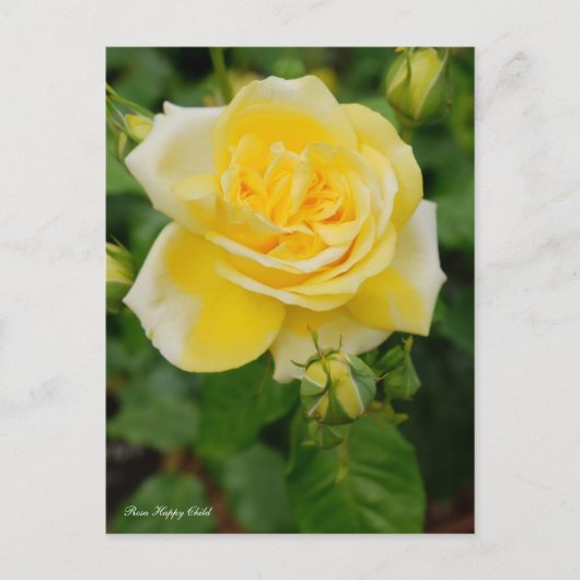 Rosa Happy Child ポストカード (正面)