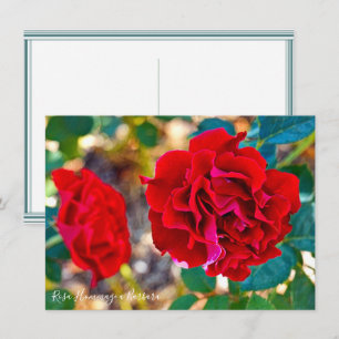 Rosa Hommage a Barbara: Flat Card