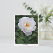 Rosa Iceberg ポストカード (スタンド正面)
