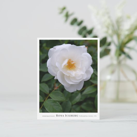 Rosa Iceberg ポストカード (スタンド正面)