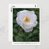 Rosa Iceberg ポストカード (正面/裏面)