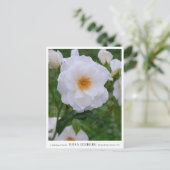 Rosa Iceberg ポストカード (スタンド正面)