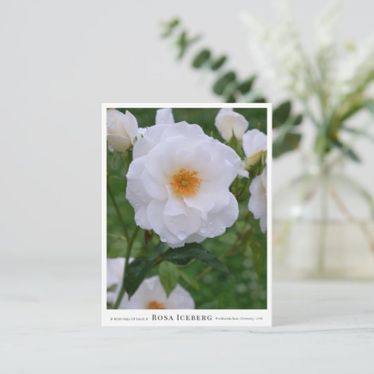 Rosa Iceberg ポストカード (スタンド正面)