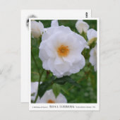 Rosa Iceberg ポストカード (正面/裏面)