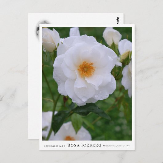 Rosa Iceberg ポストカード (正面/裏面)