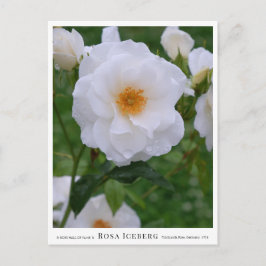 Rosa Iceberg ポストカード