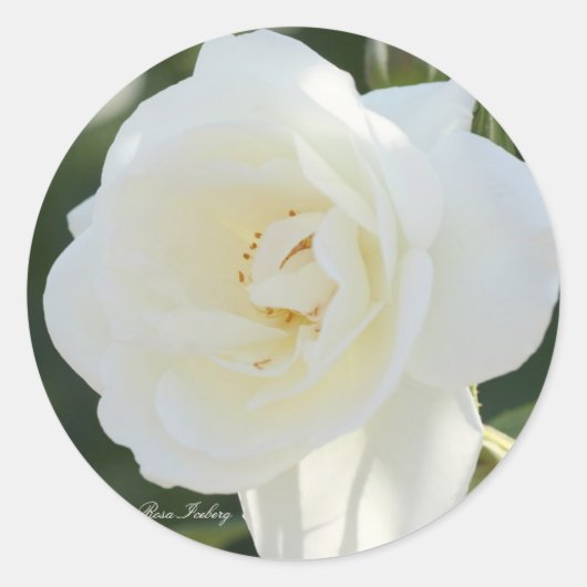 Rosa Iceberg ラウンドシール (正面)