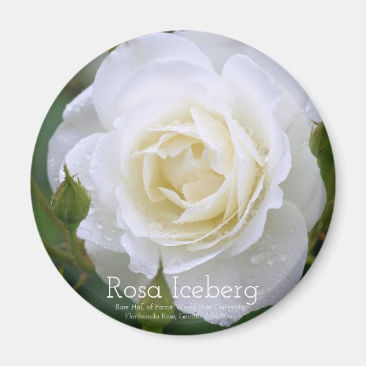 Rosa Iceberg:Round Magnet マグネット (正面)