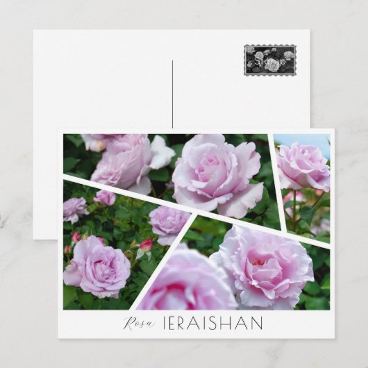 Rosa Ieraishan ポストカード (正面/裏面)