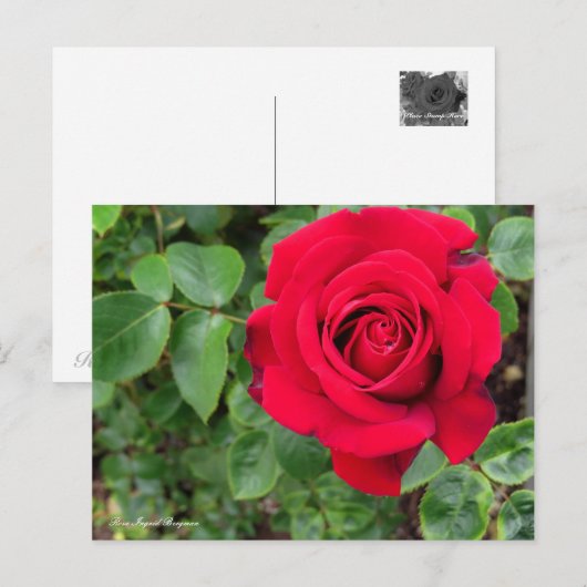 Rosa Ingrid Bergman ポストカード (正面/裏面)