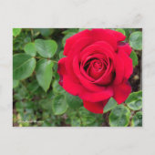 Rosa Ingrid Bergman ポストカード (正面)