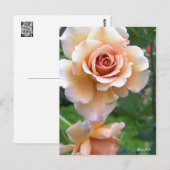 Rosa Julia [Postcard] ポストカード (正面/裏面)