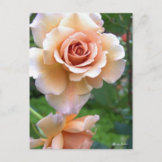 Rosa Julia [Postcard] ポストカード (正面)