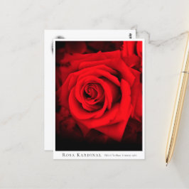 Rosa Kardinal ポストカード
