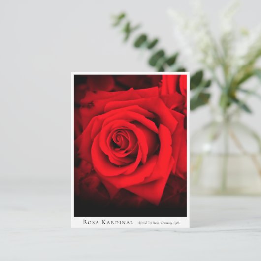 Rosa Kardinal ポストカード (スタンド正面)